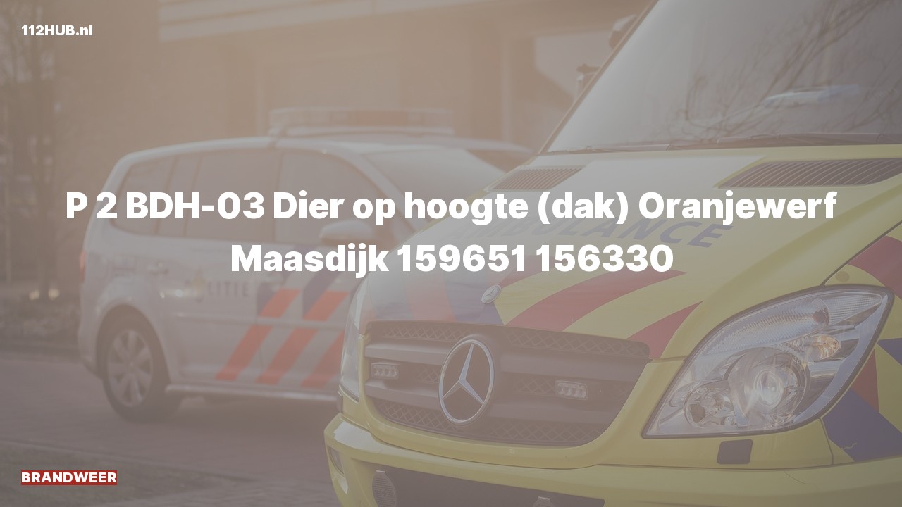 Deelafbeelding voor Brandweer met gepaste spoed naar de Oranjewerf in Maasdijk.
